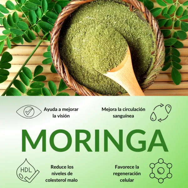 Moringa Oleifera 100% Original 100 cápsu - Imagen 3